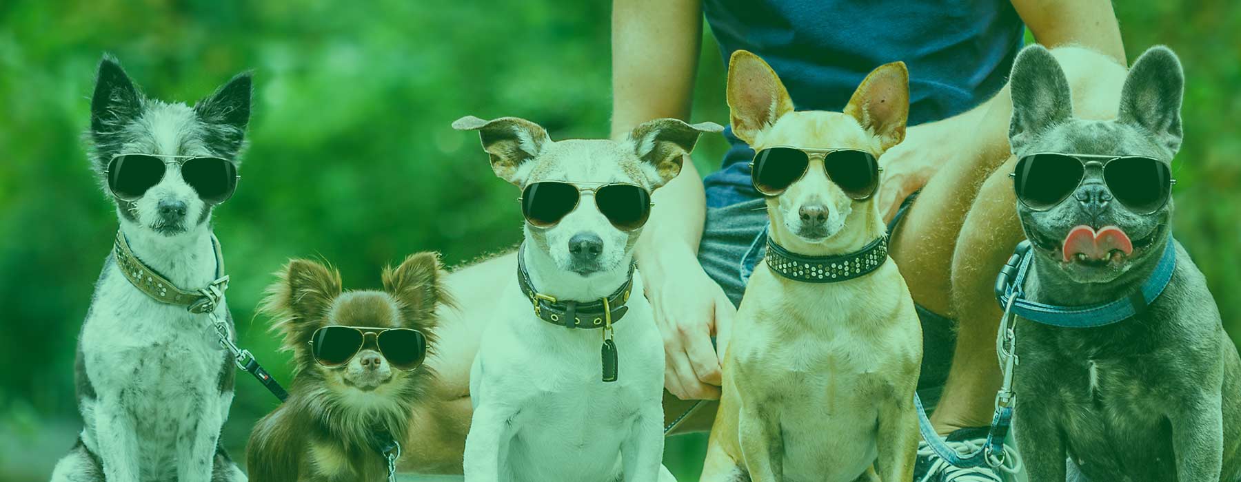 Online Registration Form Club Mutts Doggy Daycare Vestavia Hills, AL