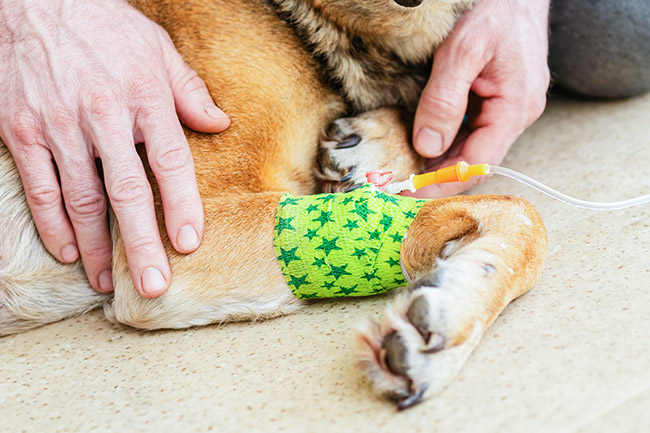 Curated visual reference: Chemo Induced Wellness Program For Dogs Reference: Chemotherapy For Dogs Cats Pet Wellness Animal Hospital Vestavia